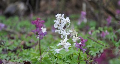 Lerchensporn als auffälliger Frühlingsblüher Lerchensporn als auffälliger Frühlingsblüher