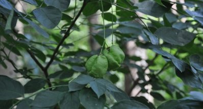 Pimpernuss auf Strauch Pimpernuss auf Strauch