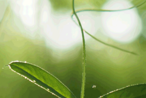 Grüner Strom Symbolbild grüner Strom