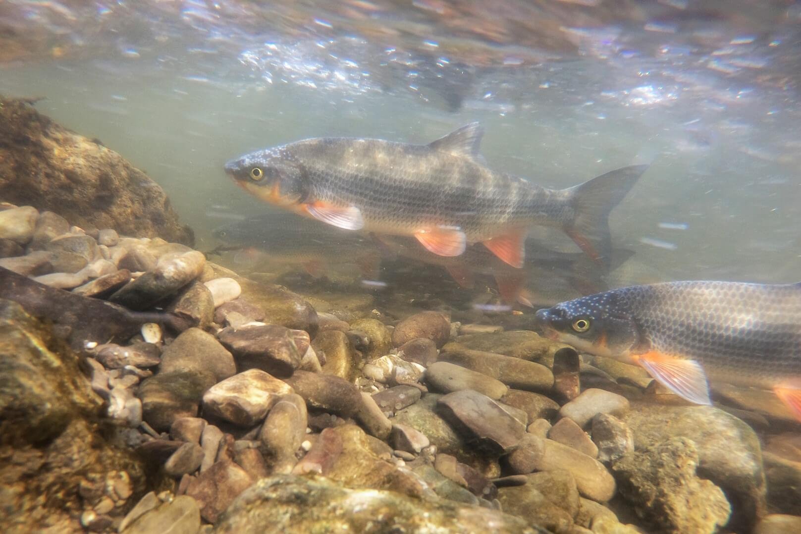 Fisch Nase Unterwasser