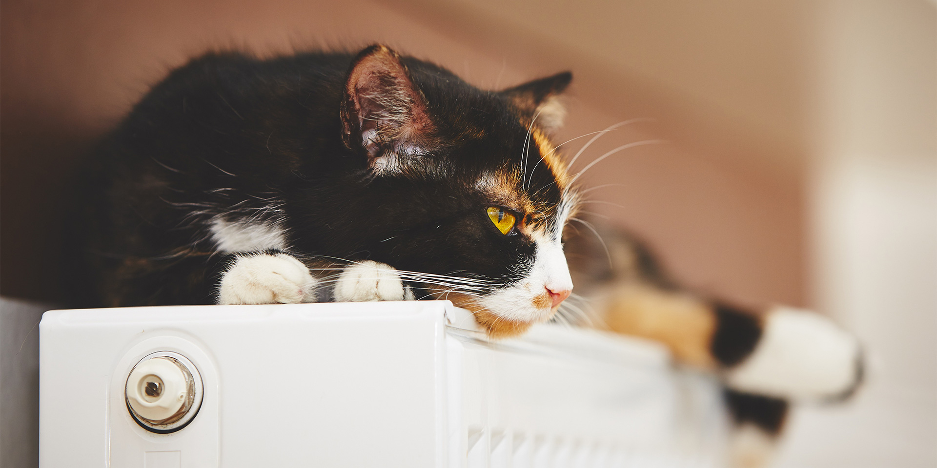 eww-Katze-auf-Heizkoerper-100937013
