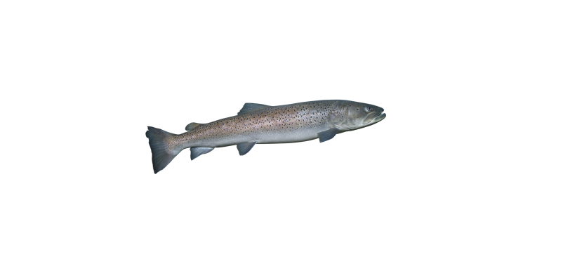 Huchen Huchen