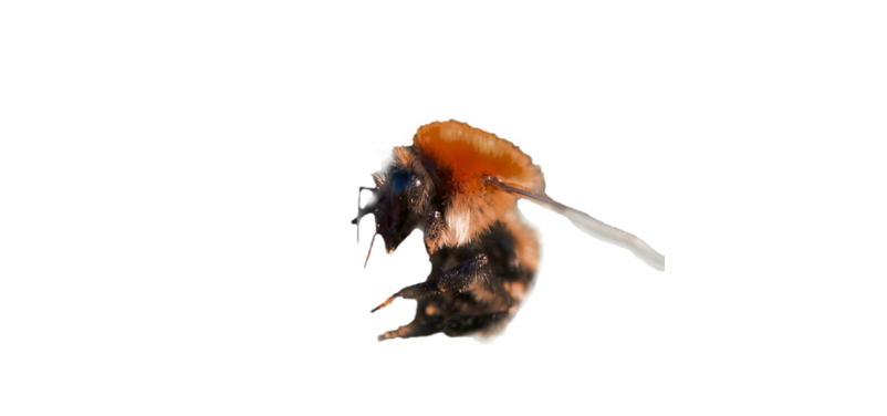 Ackerhummel Ackerhummel