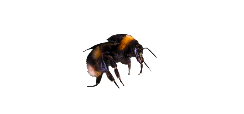 Erdhummel Erdhummel