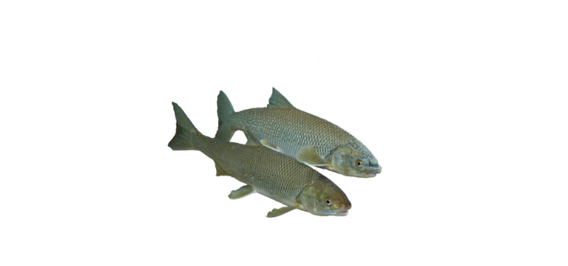 Perlfisch
